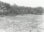Skallegravning på Lammefjorden - ca. 1930 (B3255)