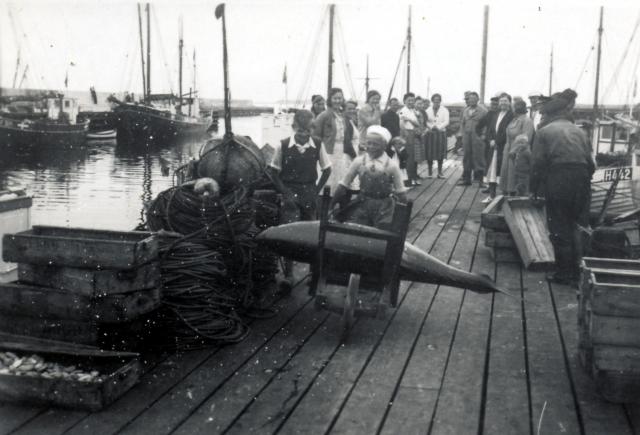 Tunfangst på Odden Havn - juli 1942 (B9031)